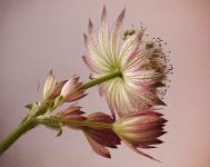 Mary Battye - Astrantia
