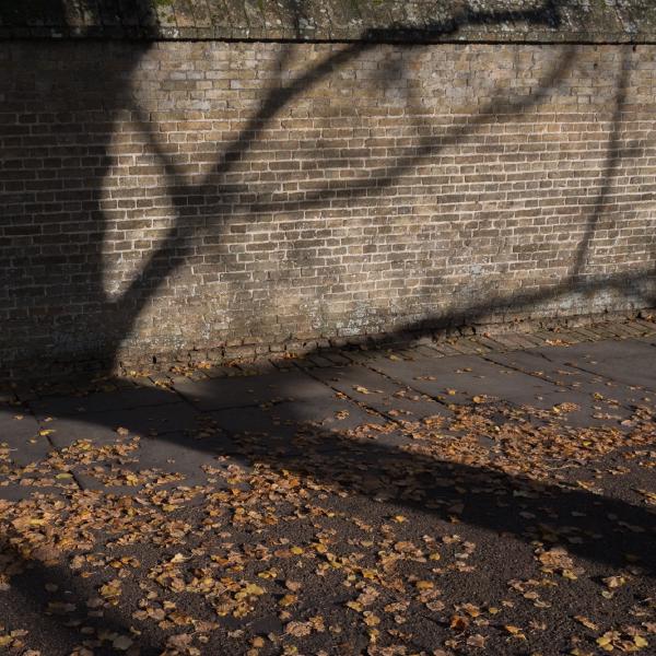 Alex Tyler - Autumn shadows
