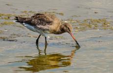 David Cross - Black Tailed Godwit Feeding