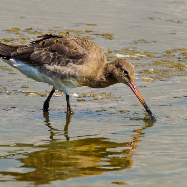 David Cross - Black Tailed Godwit Feeding