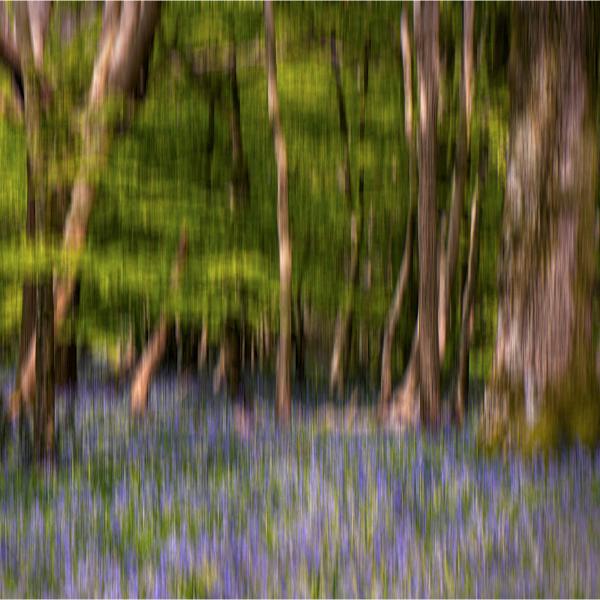 Jennifer Brett - Bluebell Wood ICM