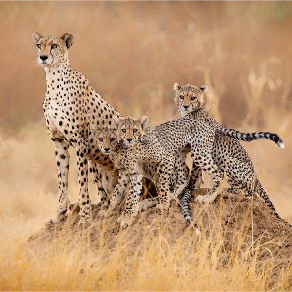 Derek Howes - Cheetah family in early morning sun