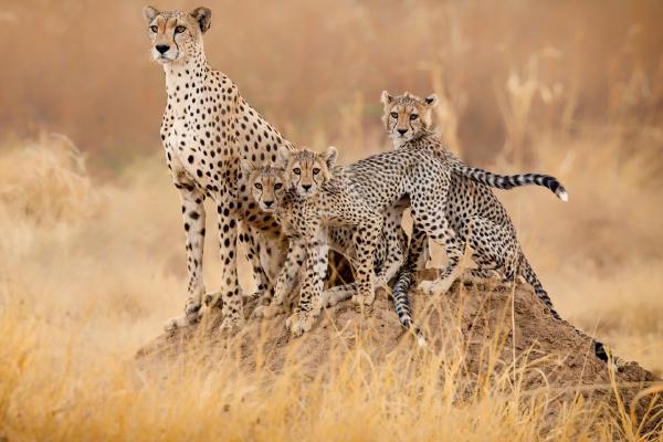 Cheetah family in early morning sun - Derek Howes