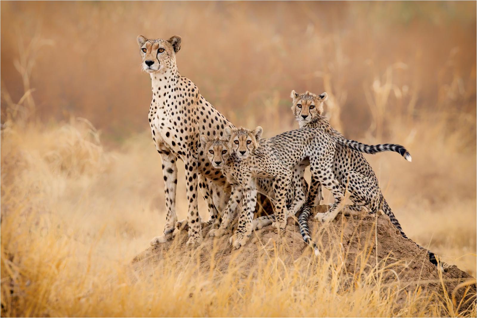 Cheetah family in early morning sun - Derek Howes