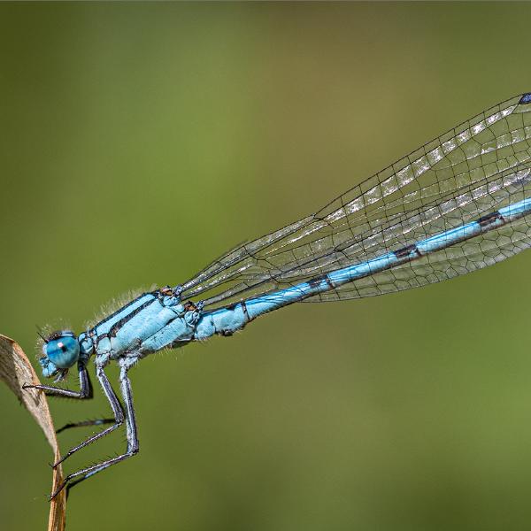 Ben Heather - Common Blue Damselfly Perching