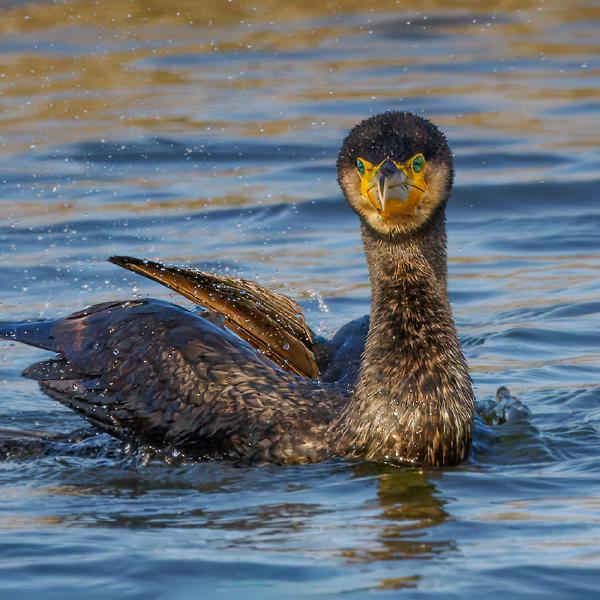 Jan Cross - Cormorant in Golden Light