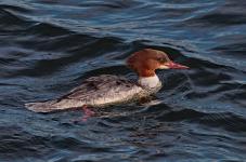Clare Carter - Female Goosander