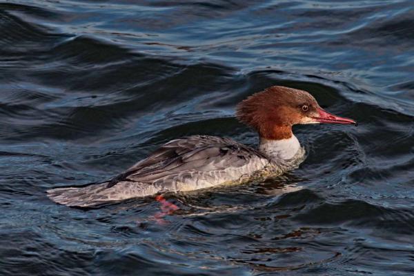 Female Goosander - Clare Carter