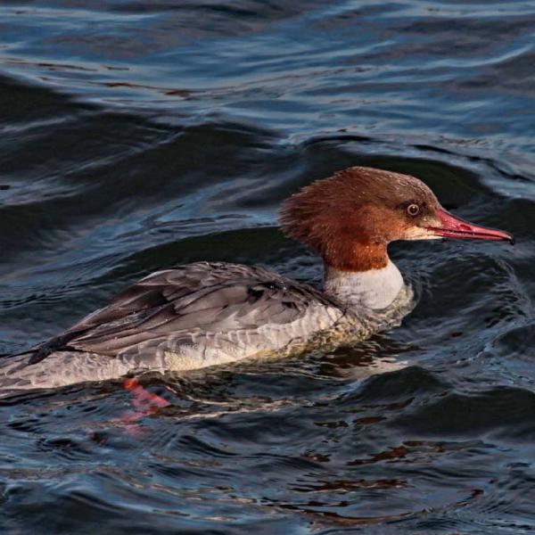 Clare Carter - Female Goosander