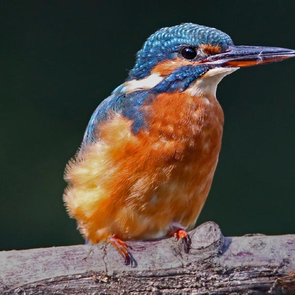 Dene Carter - Kingfisher