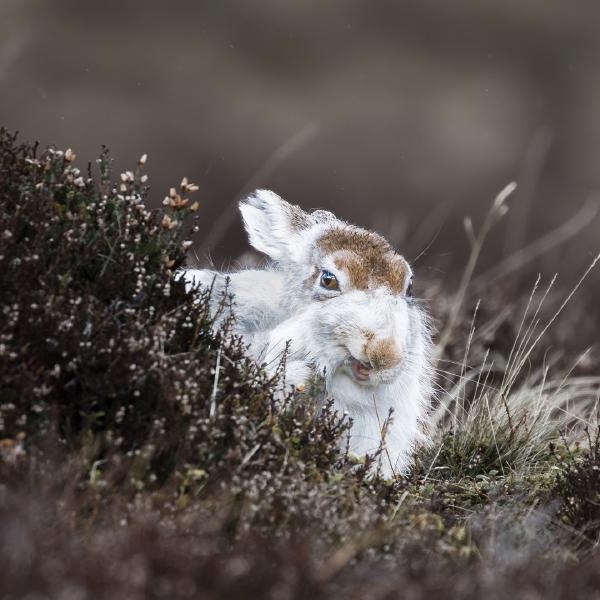 Karen Kilbourn - MOUNTAIN WHITE HARE