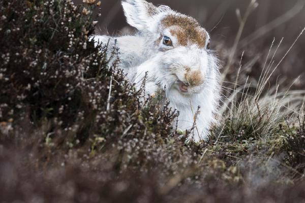 MOUNTAIN WHITE HARE - Karen Kilbourn