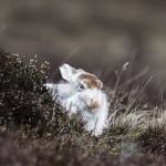 Karen Kilbourn - MOUNTAIN WHITE HARE