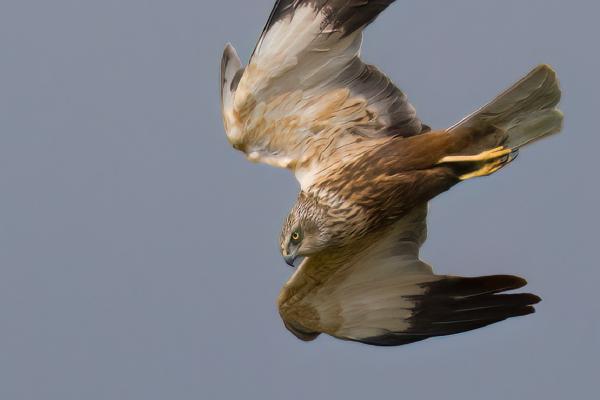 Marsh Harrier on the Prowl - Jan Cross