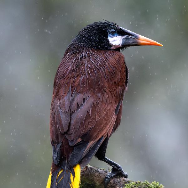 Naomi Foster - Montezuma Oropendola