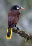 Naomi Foster - Montezuma Oropendola