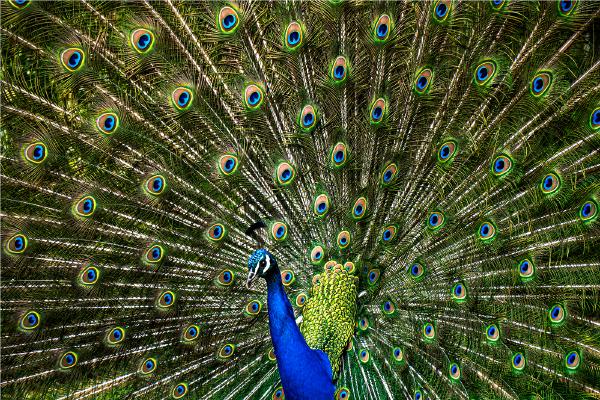 Natures Perfection - Jennifer Brett