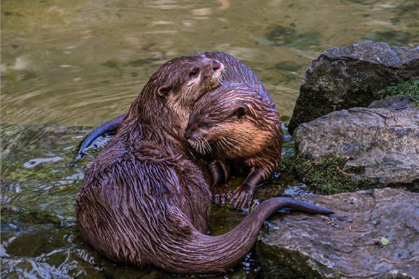 Otters Bonding - David Cross