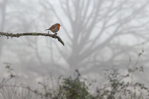 Robin of Special Branch - Kari Matthews