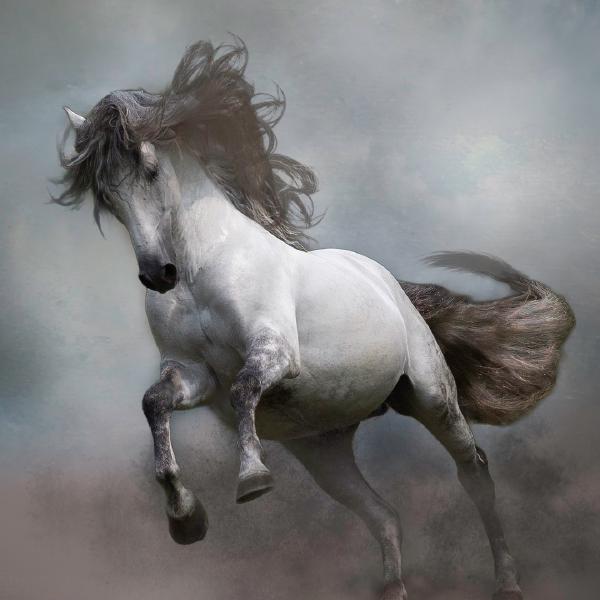 Nesta James - Stallion of the Mist