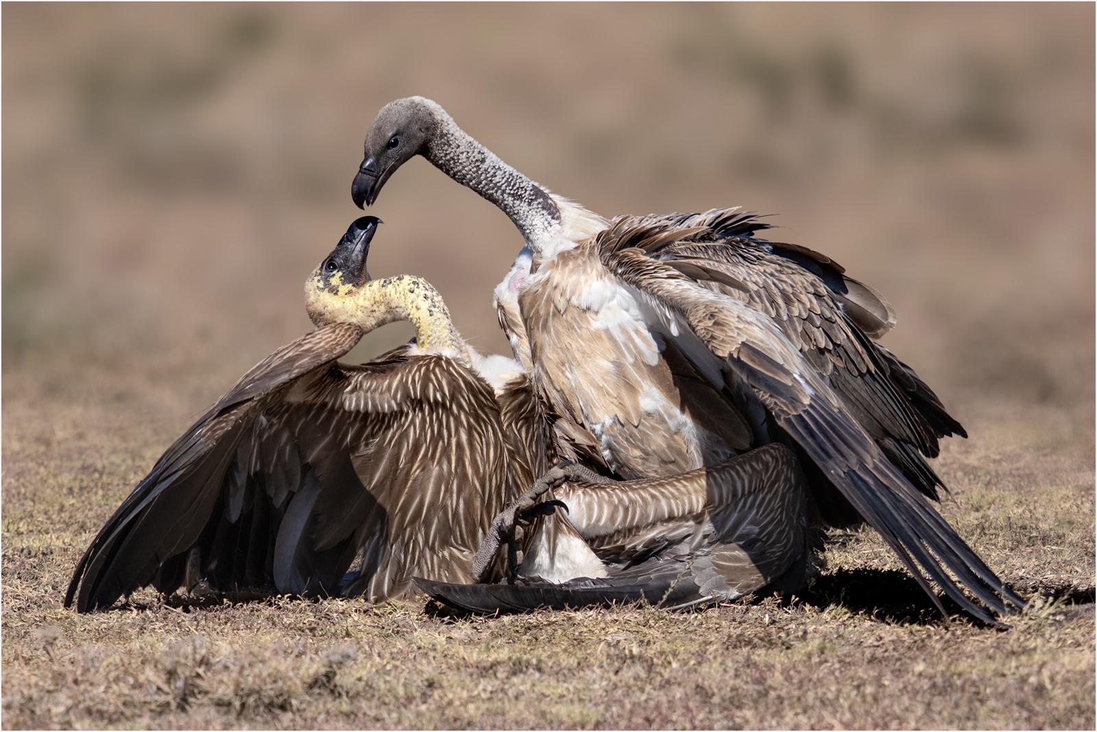 White Back Vulture Dominance - Chrissie Hart