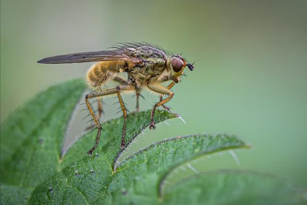 Yellow Dung Fly - Ben Heather