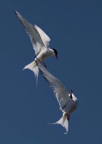 Arctic Tern Aggression - Clare Carter