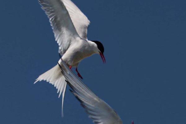 Arctic Tern Aggression - Clare Carter