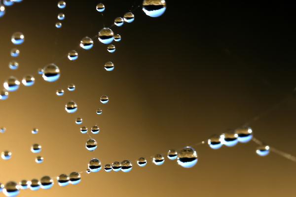 Dew drops on spiders web - Peter Freeman