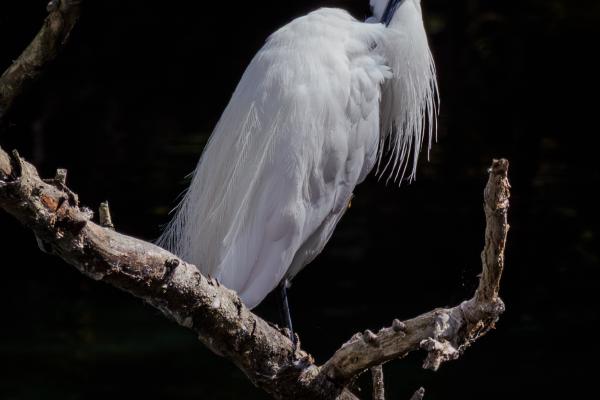 Egret Preening - David Cross