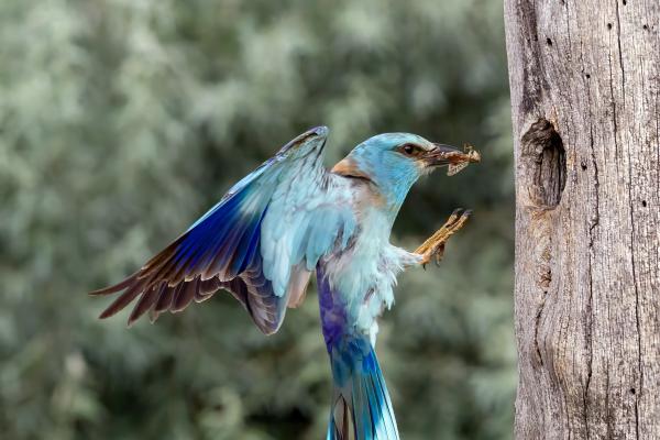 European Roller approaching nest hole - Derek Howes