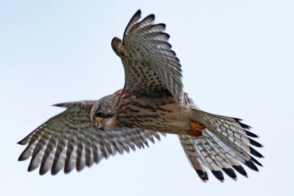 Hovering Kestrel - Dene Carter