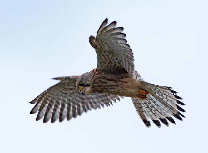 Hovering Kestrel - Dene Carter