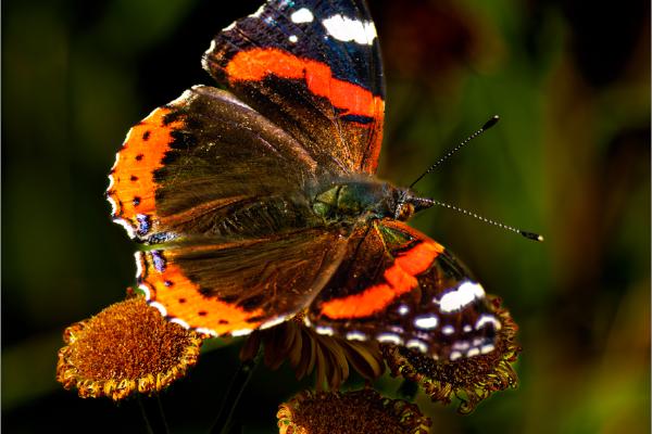 Red Admiral on Ragwort - David Cross