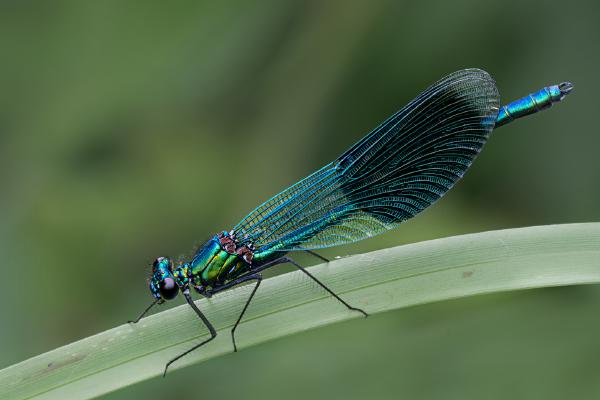 Resting Banded Demoiselle - Colin Brett