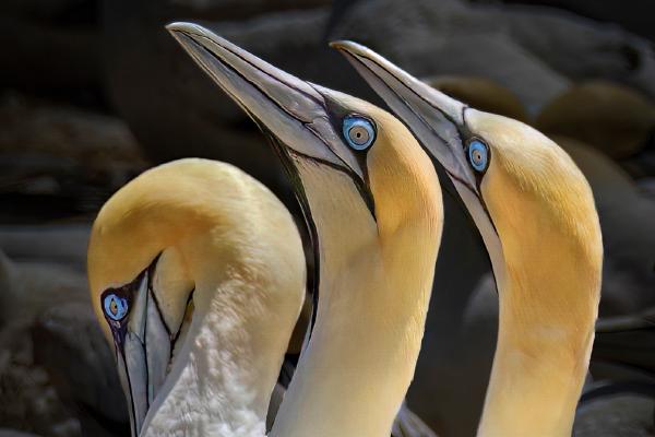 Three's a Crowd in the Cape Gannet Colony - Jan Cross