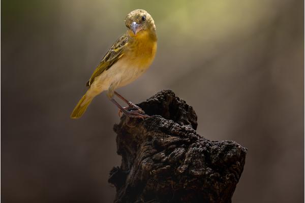 YELLOW CROWNED CANARY - Chrissie Hart