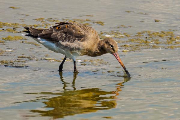 Back-Tailed Godwit Feeding - David Cross