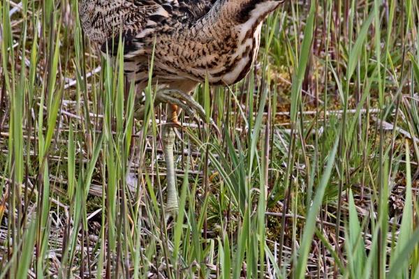 Bittern - Clare Carter