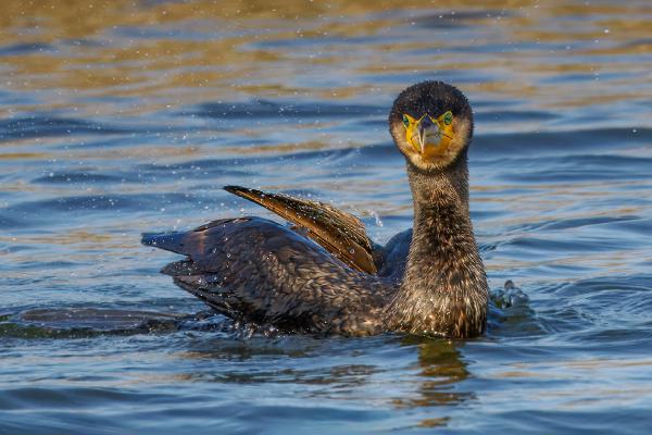 Cormorant in Golden Light - Jan Cross