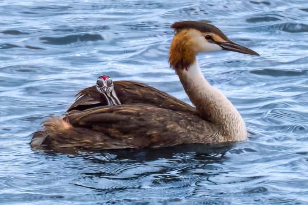Great Crested Grebe With Humbug - David Cross