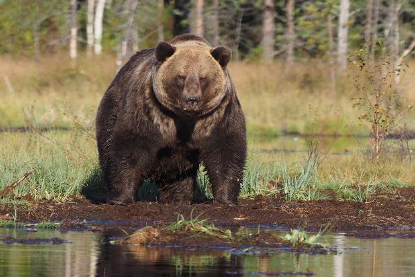Huge European Brown Bear - Lynn Rix