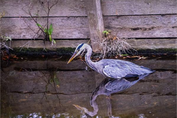 Looking for lunch - Peter Pangbourne
