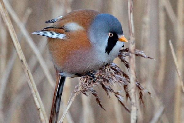 Male Bearded Tit - Dene Carter