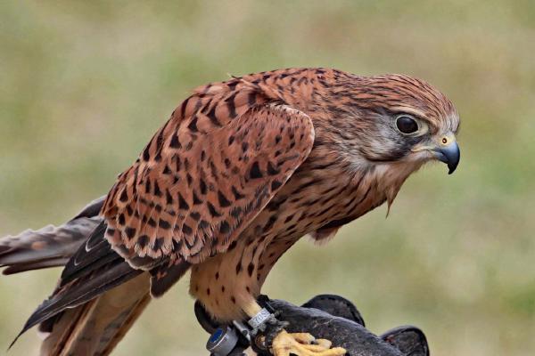 A Kestrel for a Knave - Clare Carter