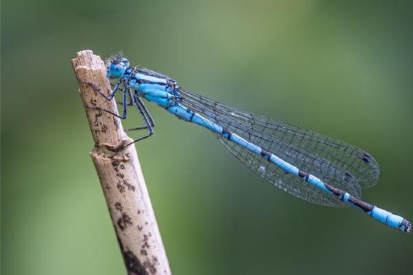 Common Blue Damselfly at rest - Ben Heather