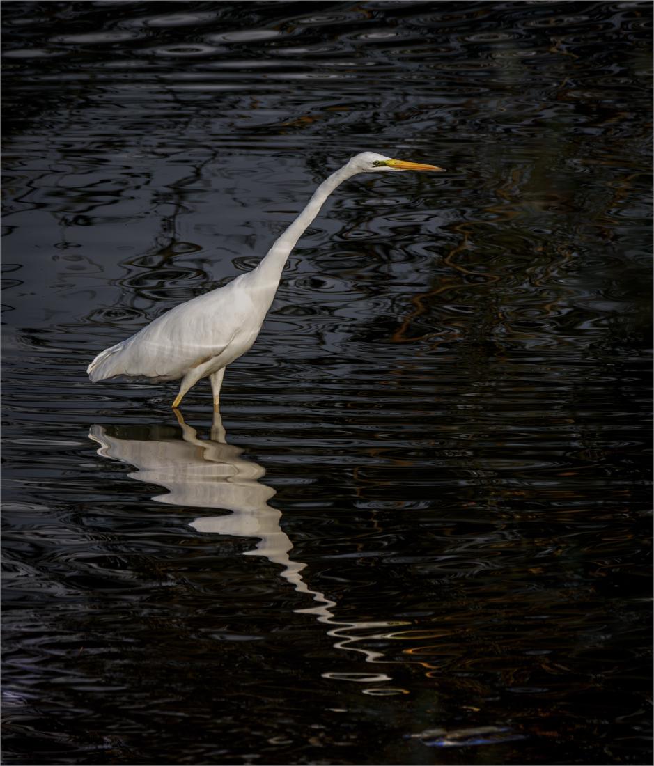 Great White Egret in the Shadows - David Cross
