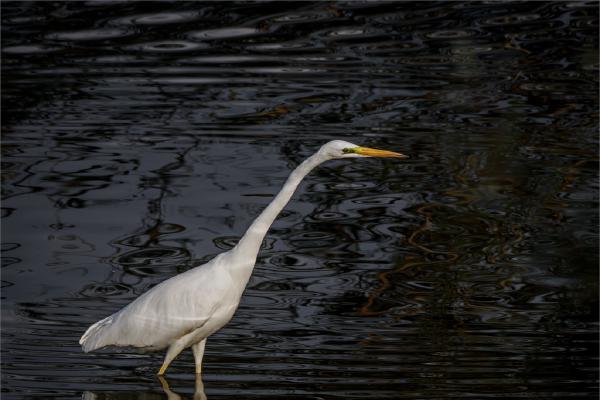 Great White Egret in the Shadows - David Cross