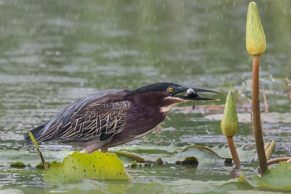 Green Heron in the rain - Naomi Foster