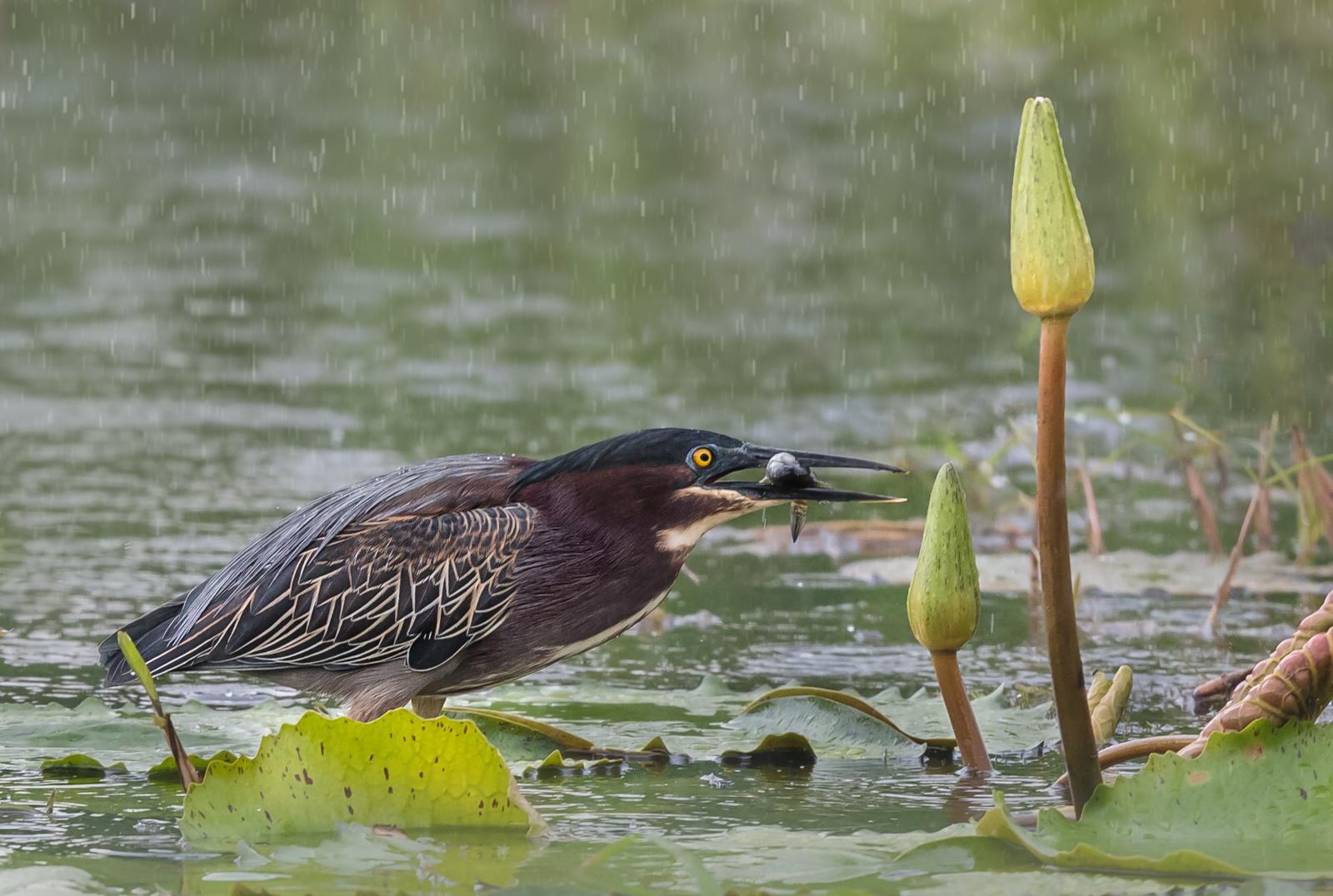 Green Heron in the rain - Naomi Foster